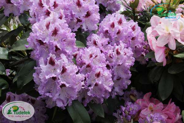Rhododendron Blue Peter